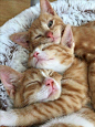Snuggles - Wuvely #cathealthkitty #sickcathealth