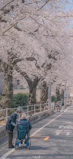 今日治愈壁纸 | 樱花烂漫 : ☀每天08：30请记得打开手机，查收我的礼物开启美妙的一天（点击图片可放大保存）