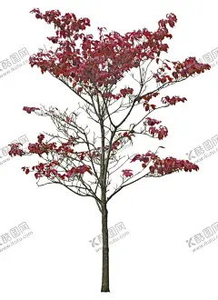 免扣植物素材图片 【酷图网】矢量树,绿色树木,树木素材,免抠树木,花丛,藤蔓,马路,竹子,假山,道路,园林设计,树,道路树,树免扣,绿树,道路树木,建筑效果图,人行道,街道,枫树,花卉,果树,树丛,草丛,花坛,荷花,莲花,绿色植物,绿色,树木,园林,围栏,植物插画,图片素材,花朵,手绘花朵,花朵插画,奇石,景观石,花草,免扣