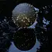 bruce munro at cheekwood botanical garden &amp; museum