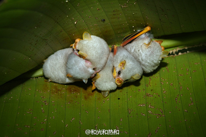 #自然# 蕉叶里的小棉猴——洪都拉斯白蝙...