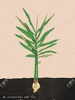 姜 生姜