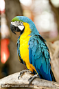 鹦鹉
parrot