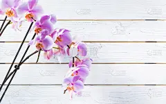 兰花,贺卡,浪漫,情人节卡,婚礼,春天,植物,背景,夏天,木制