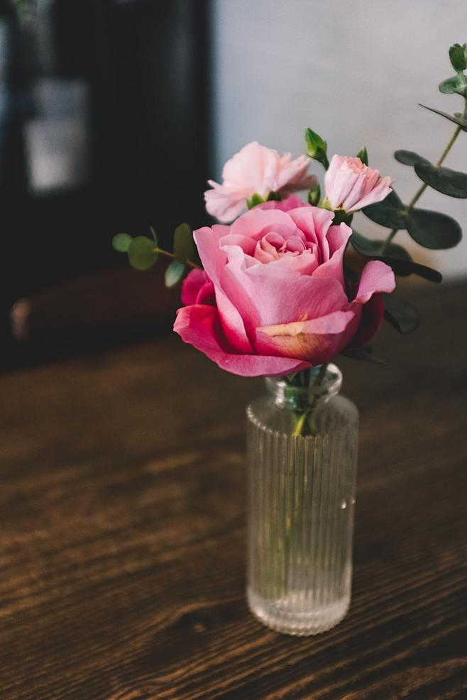♰ pink roses