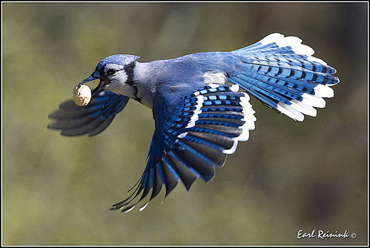 colorful bird photos