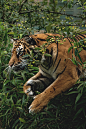 tumblr_nucz43hGcR1r4lihzo1_1280.png (1092×1638)