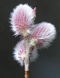 pussy willow , beautiful: 