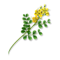 决明子