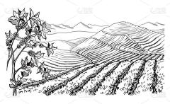 七不七怪采集到山川茶山