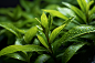 茶叶茶山春茶摄影图