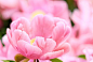 美丽的粉红色花朵特写，花卉图片大全大图，花卉大全，花卉图片大全，花卉卡片图片素材，紫色玫瑰元素设计插图
