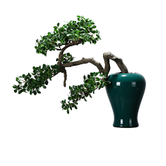 大白兔奶赞采集到植物素材