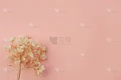 淡蓝色背景上的绣球干花。本空间