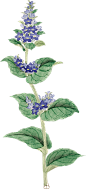 花朵植物复古做旧贴图素材