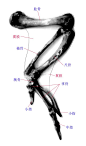 3鸟的前肢骨骼结构 - wby_6123 - wby_6123的博客