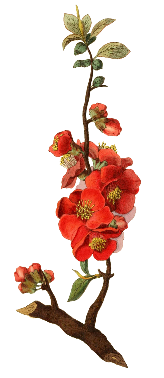 彩色 手绘 写实 鲜花 素材 动植物元素...