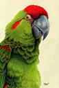 Red-Fronted Macaw by xfkirsten