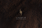 Lezaz Corporate Identity : Corporate and brand identity for a Saudi companyspecializing in Investments. Named after.the prophet Mohammed PBUH horse: Lezaz