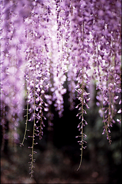 微甜-风夏菊山君采集到花草