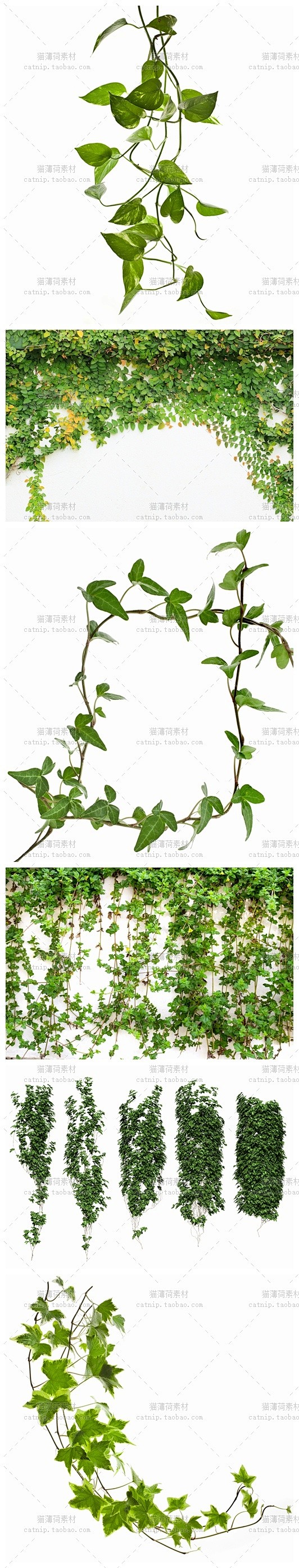 [gq68]25张常春藤绿色藤蔓植物植被...