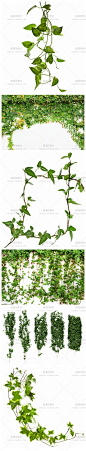[gq68]25张常春藤绿色藤蔓植物植被爬山虎网站PS设计高清图片素材-淘宝网
