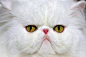 《疾病说》第四期-波斯猫，请给我五星级服务