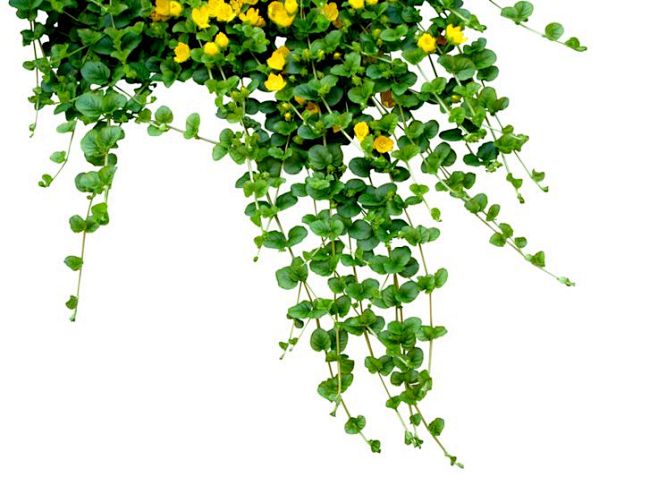 Garland by =Black-B-...