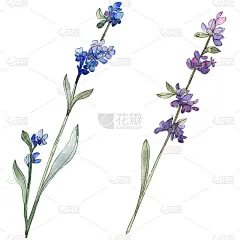 紫色的薰衣草植物花。水彩背景插图集。孤立的薰衣草插画元素。