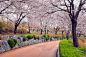 公园,巷,樱花,樱之花,景观设计,林荫路,韩国,小路,园林,朝鲜半岛