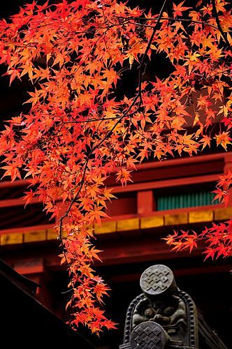 秋天的落叶，旅游景点和寺庙
autumn...