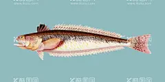 鱼插画  - 源文件下载【酷图网】鱼插画,矢量鱼,卡通鱼,鱼插图,手绘鱼,水彩鱼,水墨鱼,鱼绘画,鱼,鱼类,鱼底纹,鱼背景,鱼图案,海洋生物插画,矢量海洋生物,卡通海洋生物,手绘海洋生物,海洋生物背景,海洋生物底纹,海洋生物图案,水产品,水产品背景,海鲜,矢量海鲜,卡通海鲜,手绘海鲜,海鲜插画,海鲜插图,海鲜背景,