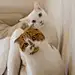 会逃跑的猫
