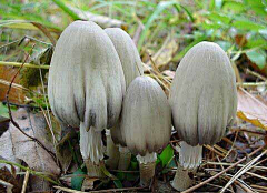 、雨茜采集到蘑菇