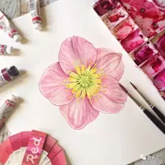 水彩--银莲花 - 高清图片，堆糖，美图壁纸兴趣社区