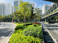 刘小花儿采集到绿化带