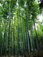 竹林,垂直画幅,禅宗,枝繁叶茂,热带雨林,户外,树林,植物,热带气候,中国