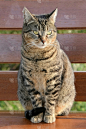 欧洲野猫,汽车起重机,绿色眼睛,野生猫科动物,垂直画幅,有爪哺乳动物,美,木制,全身像,野外动物