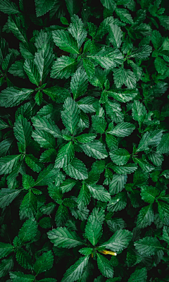 小~鱼采集到植物素材