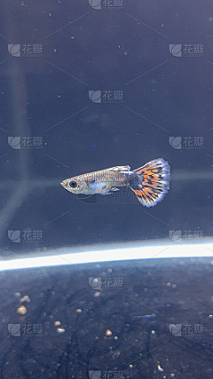 zsdjfnj采集到孔雀鱼