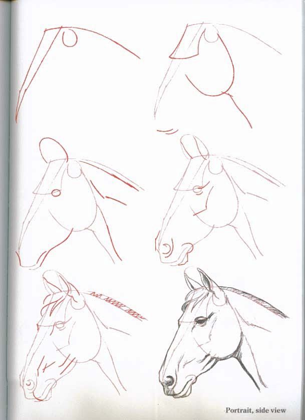 How-To-Draw-Horses -...