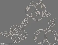 蓝莓  杨梅 青梅线稿
