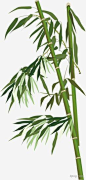 清明节手绘竹子png素材透明免抠图片-节日元素