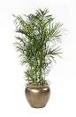 Houseplants safe for cats: Bamboo palm: 