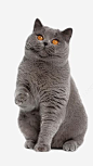 宠物猫免抠png素材_新图网ixintu.com