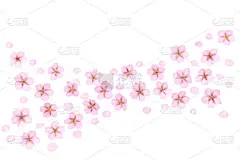 樱花背景春天的形象