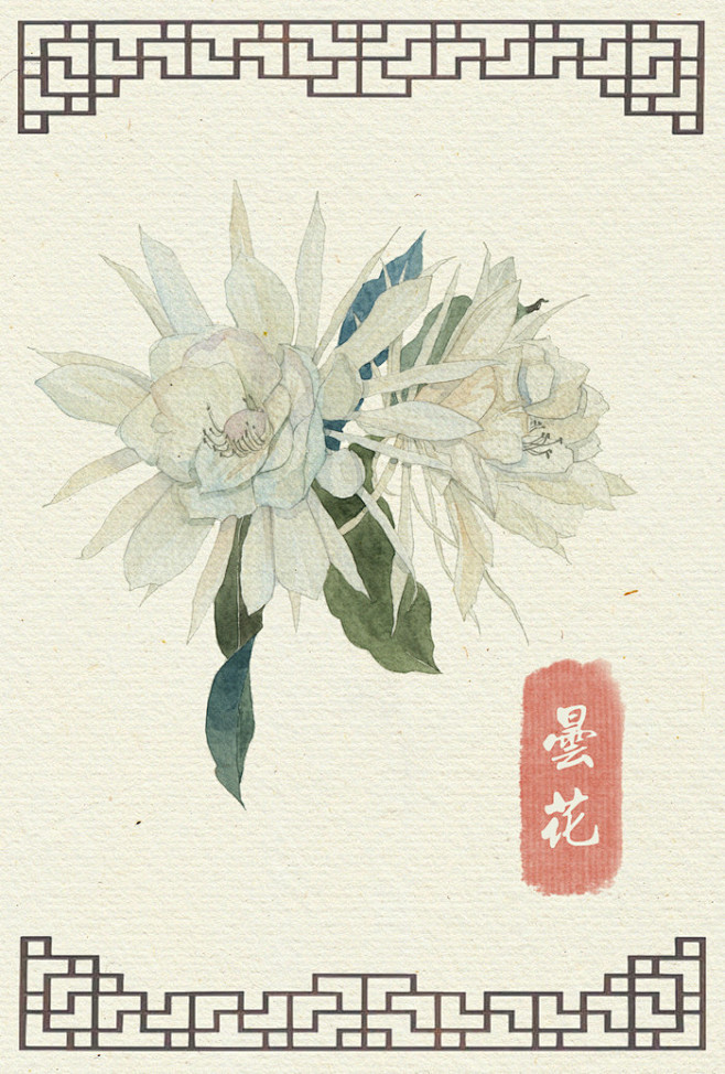 水彩手绘花卉- 昙花   插画：阿昕