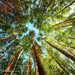 树林里的参天大树仰拍摄影背景桌面壁纸图片素材