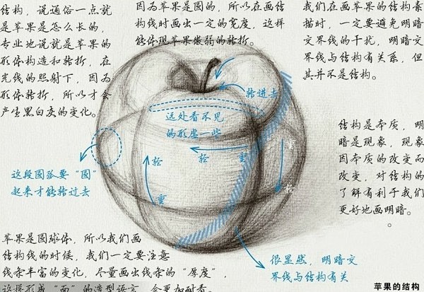 青东画室——素描静物之怎样画漂亮的苹果