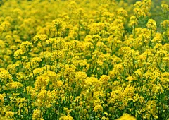 ID-932305-婺源归来-七张高清晰金黄色油菜花壁纸高清大图